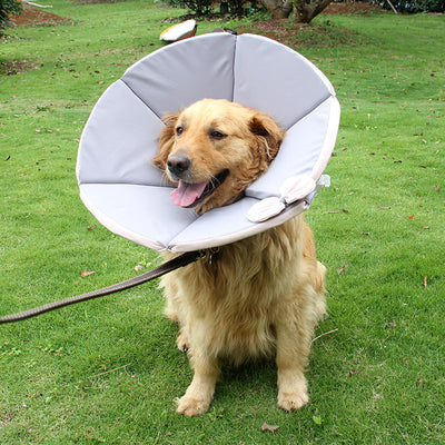 Pet Supplies Dog Sick Care Collar null