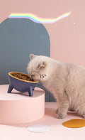 Cat Dog Bowl With Stand Pet Feeding Food Bowls Dogs Bunny Rabbit Nordic Color Feeder Product Supplies Pet Accessories null