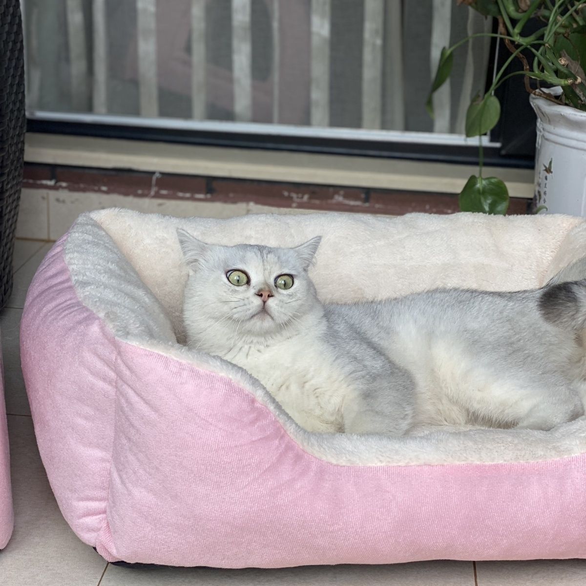 Winter Warm Pet Square Cat Nest null