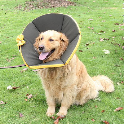 Pet Supplies Dog Sick Care Collar null