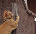 Cat Claw Protector Sofa Protect Pads null