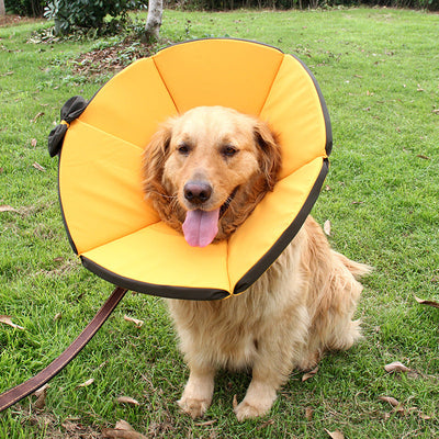 Pet Supplies Dog Sick Care Collar null